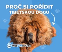 Proč si pořídit tibetskou dogu?