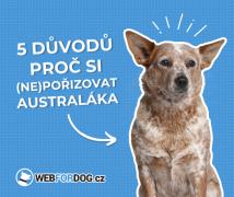 5 důvodů, proč si (NE)pořídit australáka