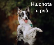 Hluchota u psů