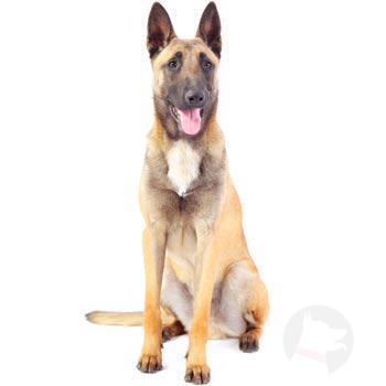 Belgický ovčák - Malinois